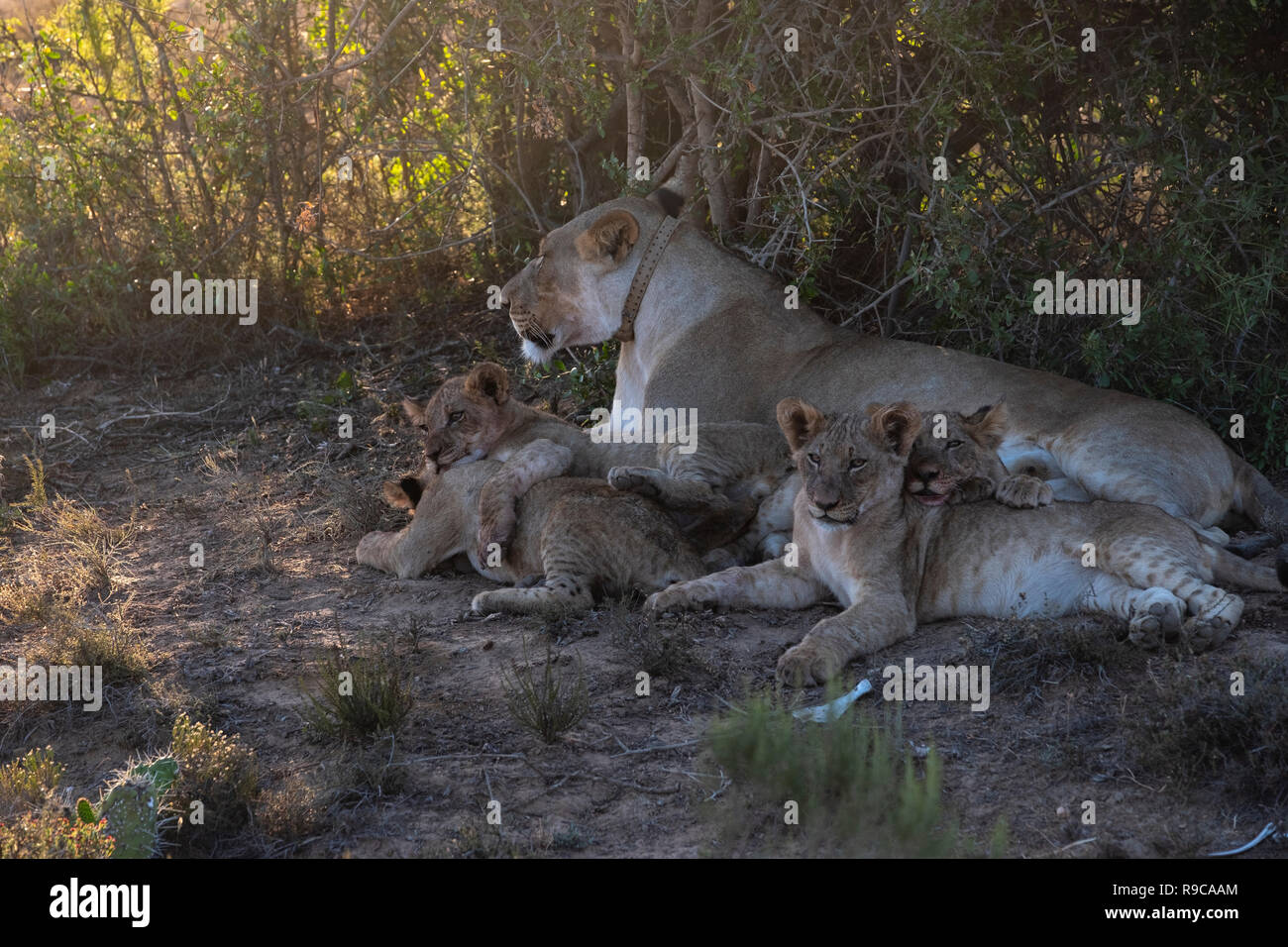 León y 4 cachorros después de comer un kill Foto de stock