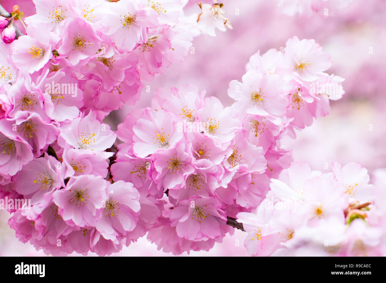 Fondo con hermosas flores de cerezo rosa, Sakura flores sucursal Foto de stock