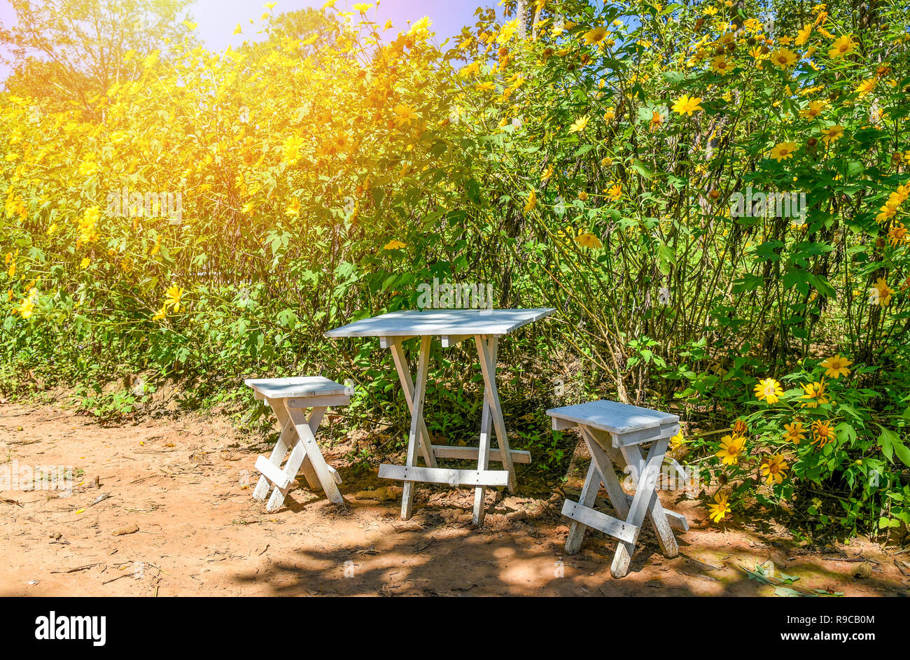 Tabla juego de silla en el jardín / mesa y sillas blancas de pie en día de  verano con campo de flores amarillas sobre fondo - girasol mexicano florece  en b Fotografía