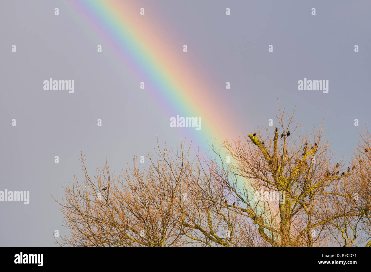 Un arco iris de colores detrás de un árbol grande en el cielo oscuro y nubes, en invierno en el Reino Unido. Foto de stock
