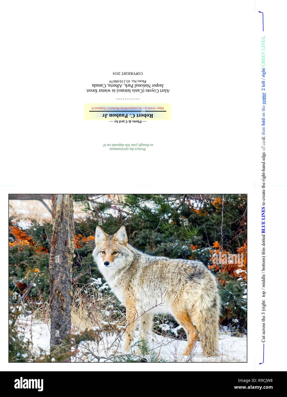 Foto Fotografía 43,110.08679 Nota Tarjeta (Print cut plegado para 7x5 tarjeta fotográfica) alerta permanente Coyote en nieve del invierno con nieve el sotobosque trail Foto de stock