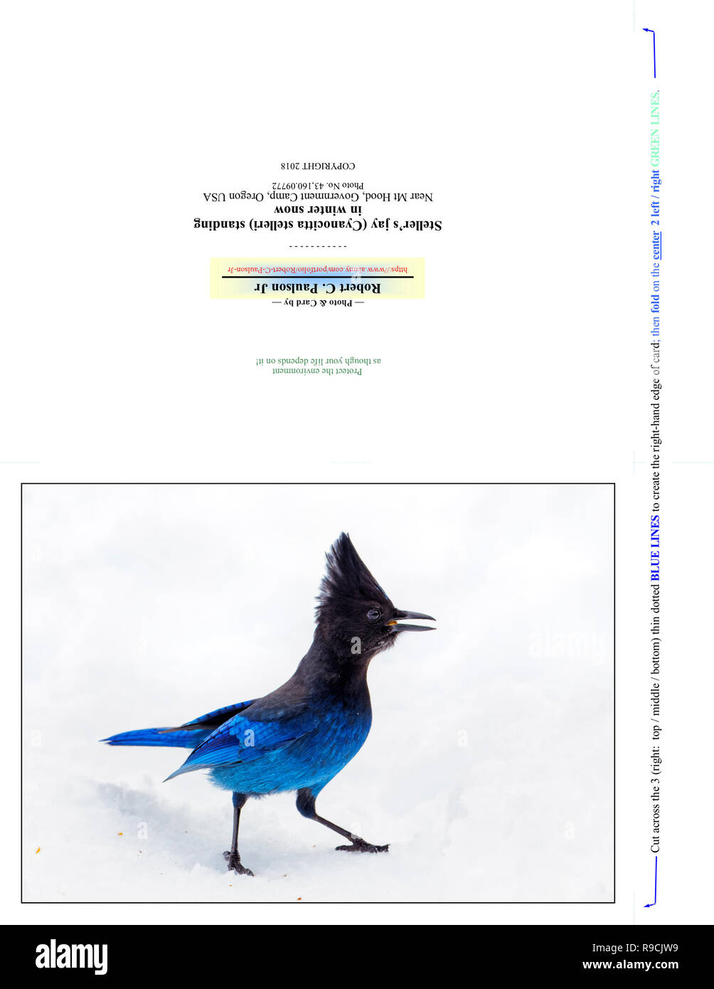 Nota Fotografía 43,160.09772 Card (Print cut plegado para 7x5 tarjeta fotográfica), Blue & sassy Steller's jay bird (Cyanocitta stelleri) de pie en el invierno, la nieve Foto de stock