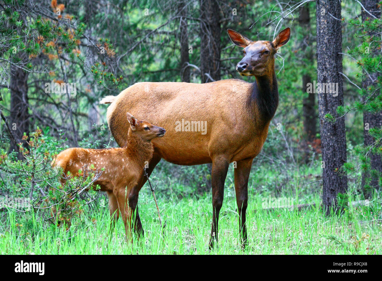 Hermosa 40,717.00111 Elk vaca y ternera bebé (Cervus elaphus, Cervidae) con manchas de pie en los árboles jóvenes del bosque de coníferas meadow Foto de stock