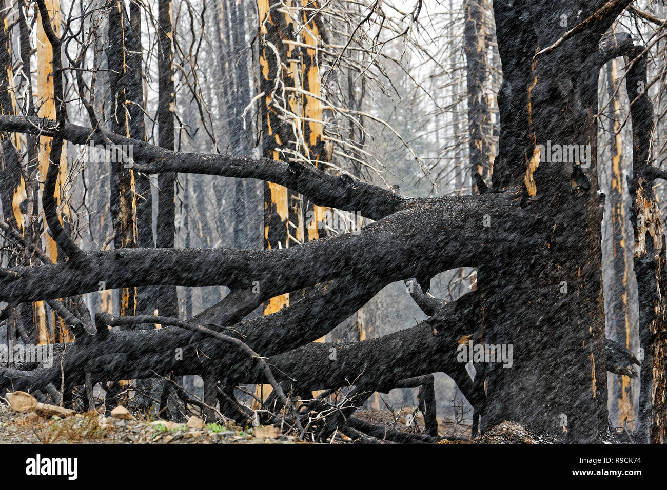 42,895.03613 negro permanece cerca de conífera pinos incendio forestal, estando muertos ennegrecidos por incendios forestales masivos abrasadora caliente, Oregon, EE.UU. Foto de stock