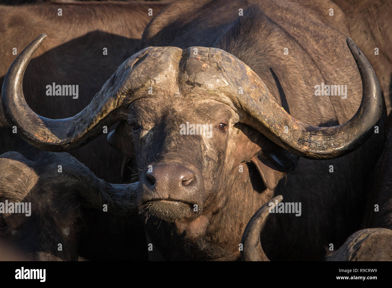 Retrato de varón africano búfalo del Cabo. Foto de stock
