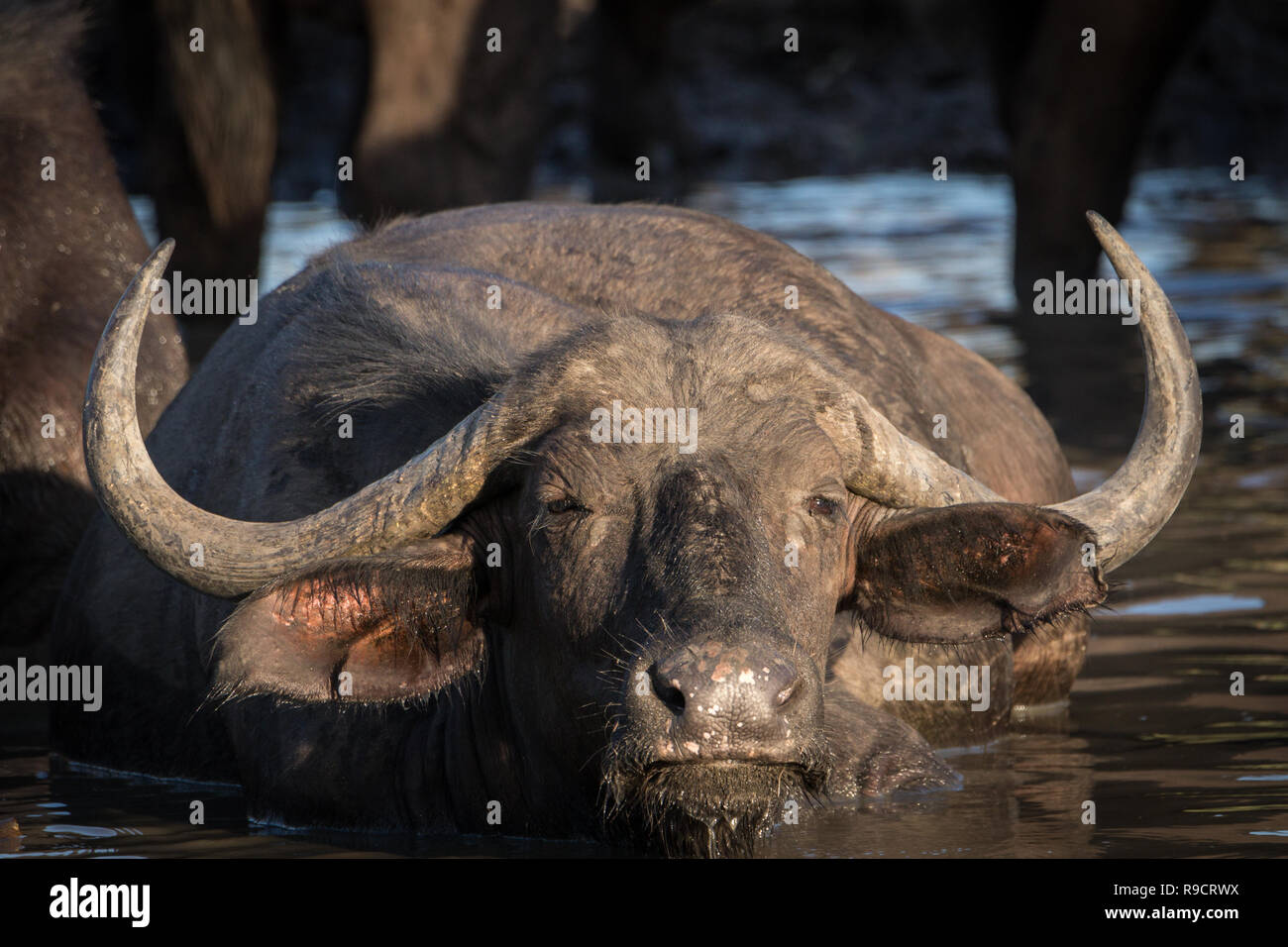 Retrato de Cape buffalo vaca africana disfrutando de agua fría de abrevadero. Foto de stock