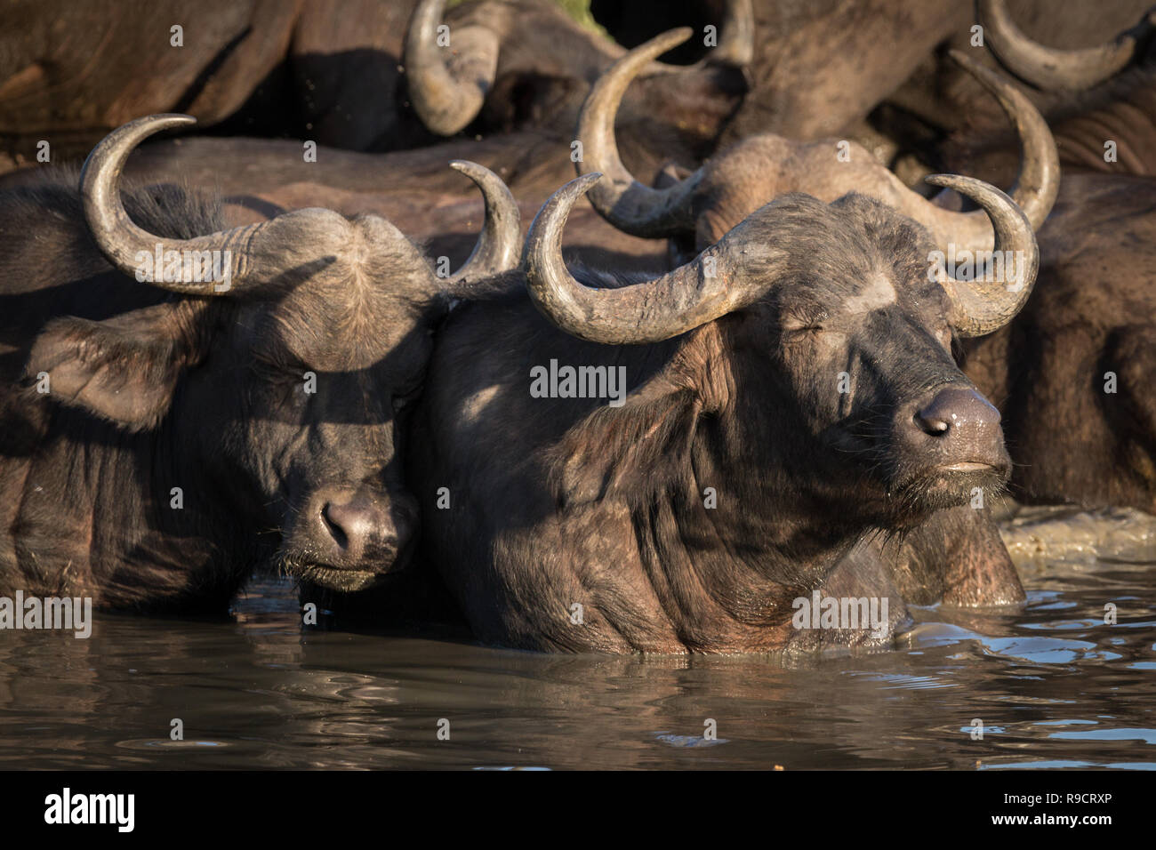 La manada de búfalos del Cabo africano refrescarse en el abrevadero. Foto de stock