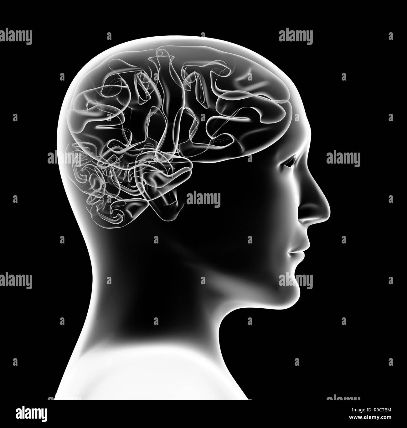 Transparente 3d De La Persona Con La Cabeza Y El Cerebro Aislado Sobre