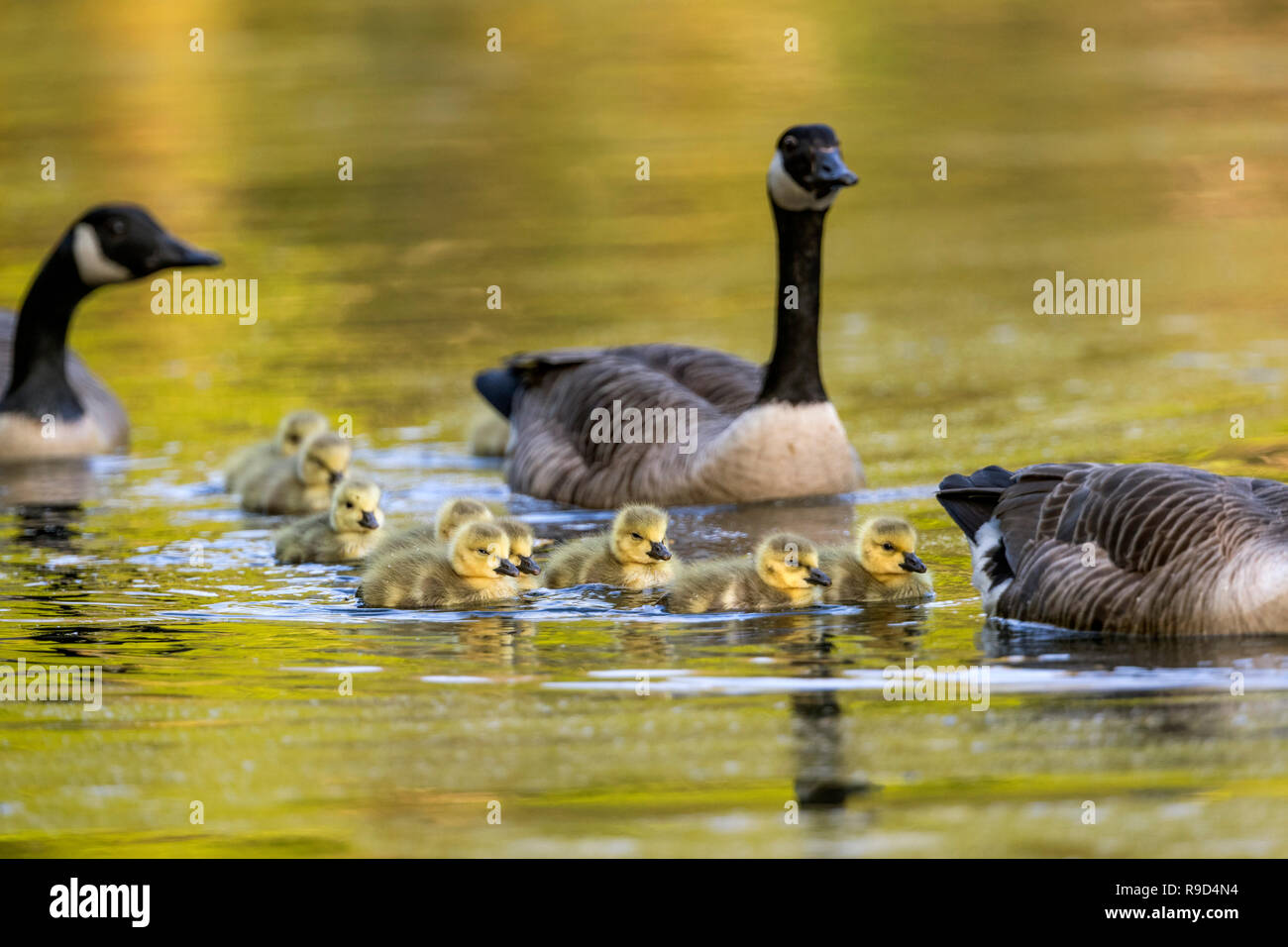 Canadá; Branta canadensis Grey Goose; Adultos y natación Goslings Cornwall; UK Foto de stock