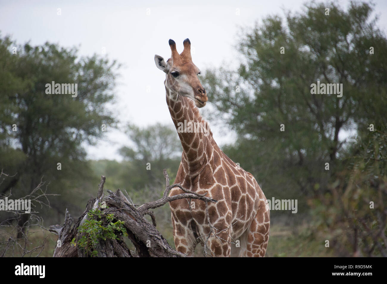 La giraffe​ está comiendo hojas, Parque Nacional Kruger, en Johannesburgo, Sudáfrica. Foto de stock
