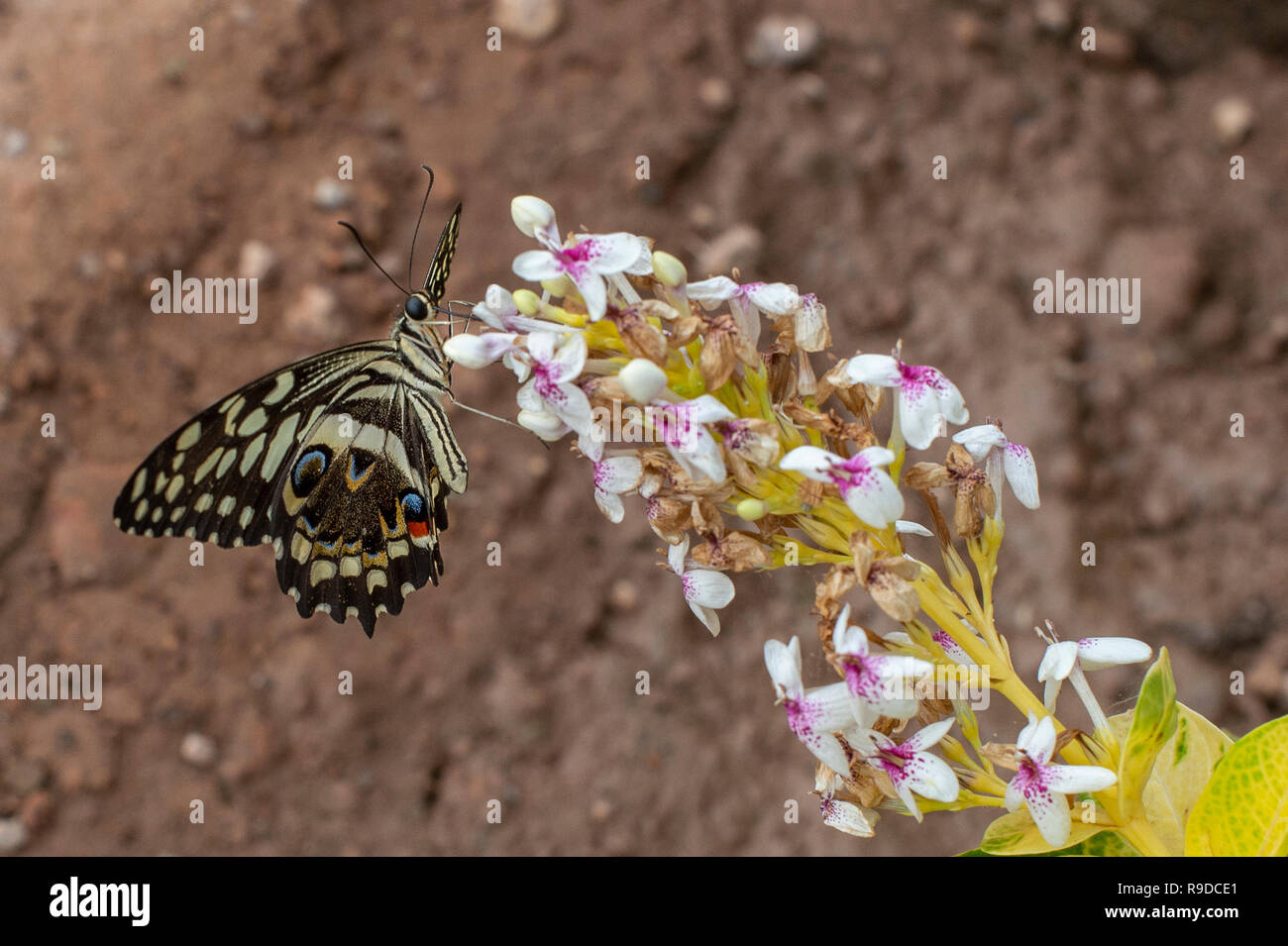 Los cítricos, mariposas Papilio demodocus, Papilionidae, Burkina Faso, África Foto de stock