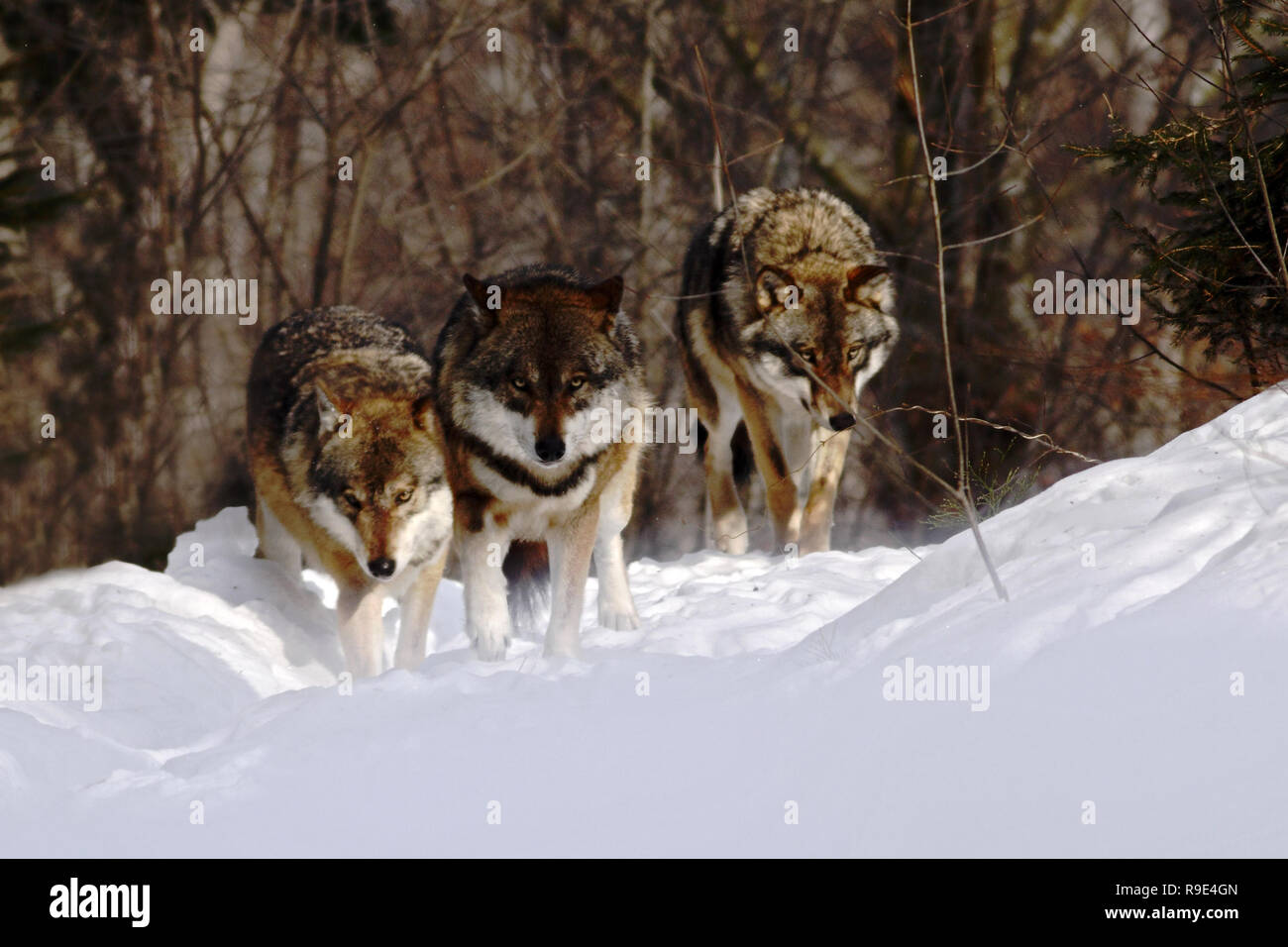 Manada de lobos (Canis lupus) en invierno, lobos corriendo en la nieve,  atractiva escena de invierno con lobos , Paisaje invernal con lobos  Fotografía de stock - Alamy