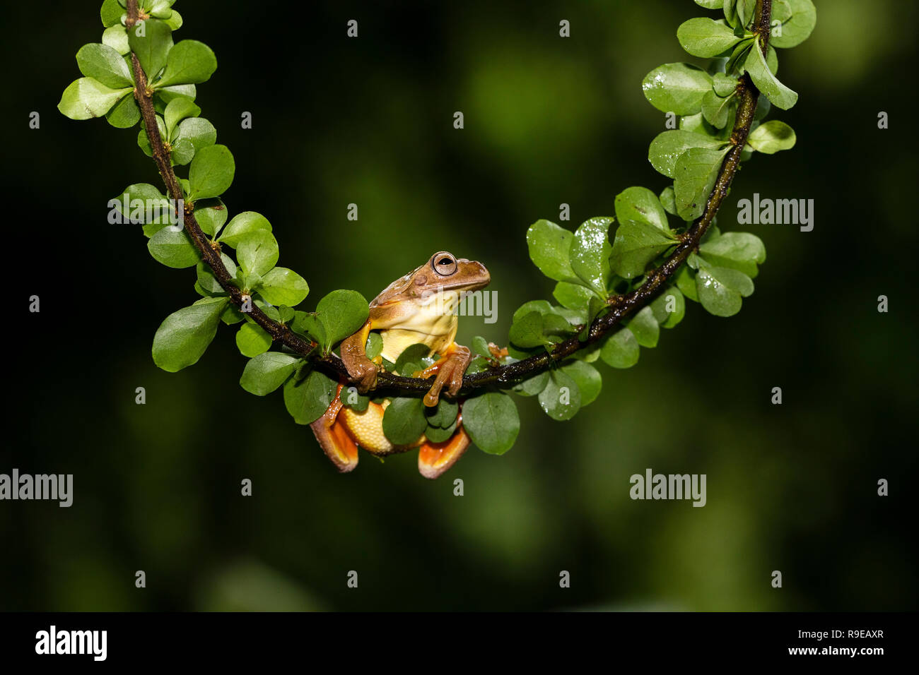 Reloj de arena Tree Frog, Costa Rica Foto de stock