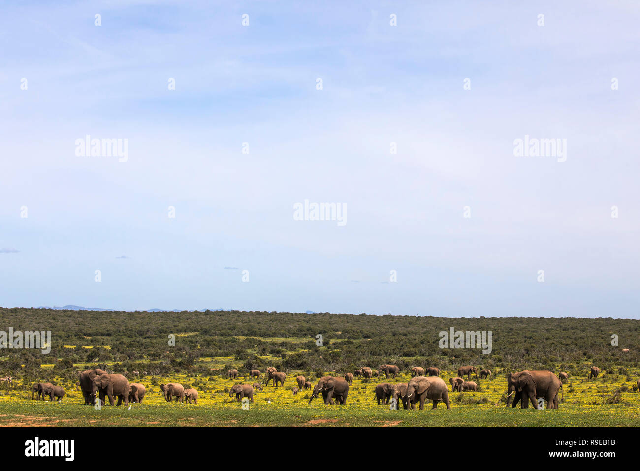 El elefante africano (Loxodonta africana) en springflowers, Parque Nacional de Elefantes Addo, Eastern Cape, Sudáfrica Foto de stock