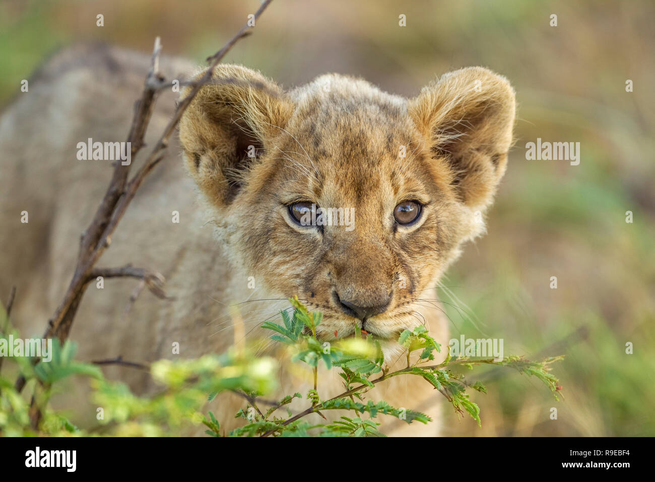 lindo cachorro de león de bebé escondido detrás de un arbusto y mirando curiosamente en la cámara Foto de stock