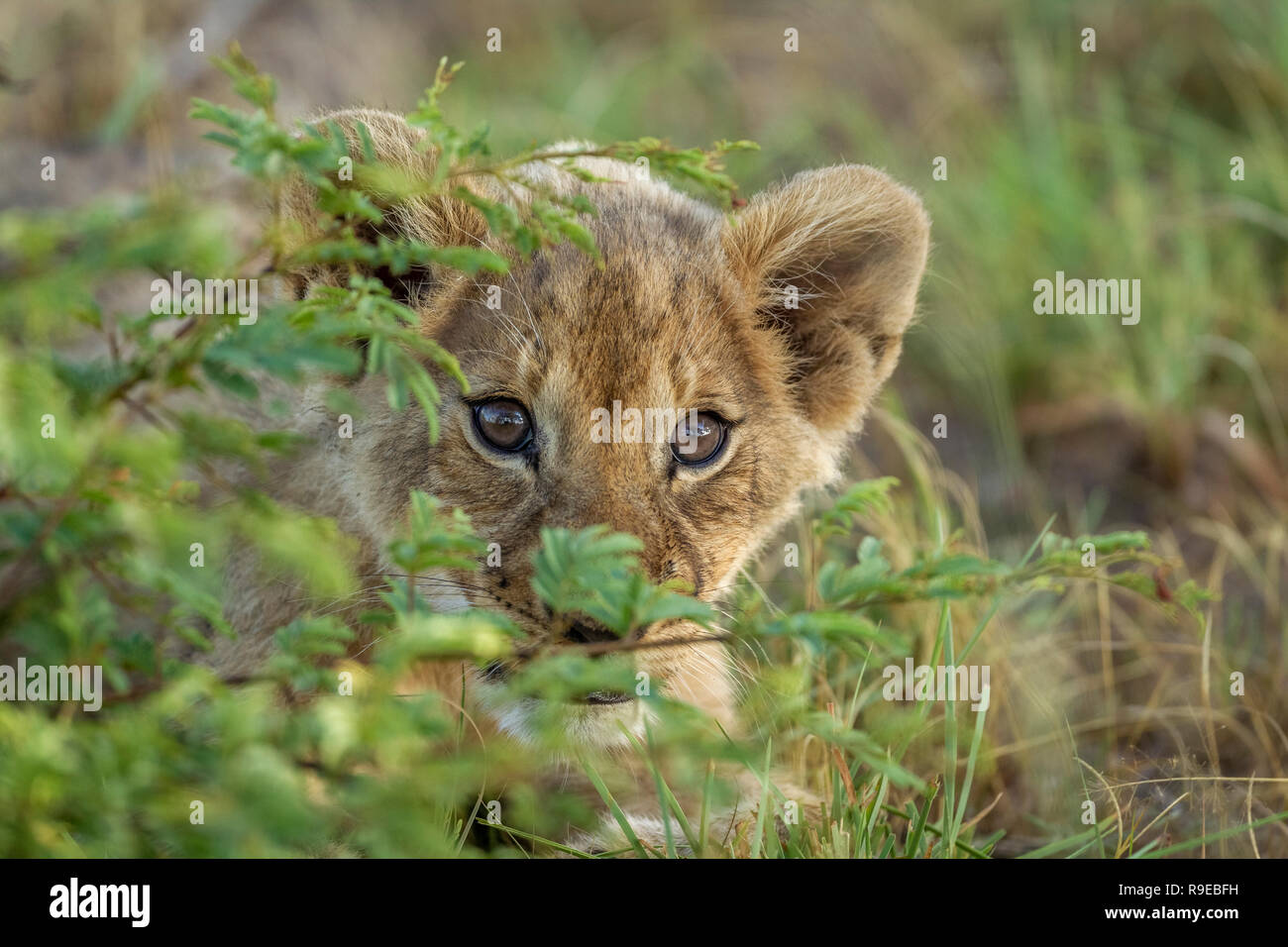 lindo cachorro de león de bebé escondido detrás de un arbusto y mirando curiosamente en la cámara Foto de stock