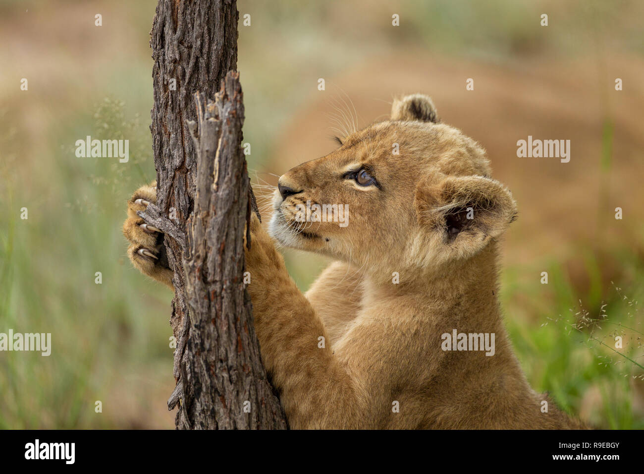 Cute little lion cub jugando y manteniendo treestump Foto de stock