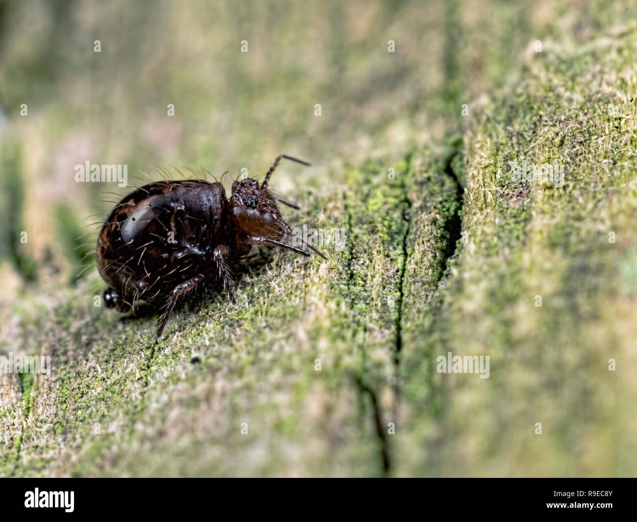 Un fusca springtail Allacma globulares Foto de stock