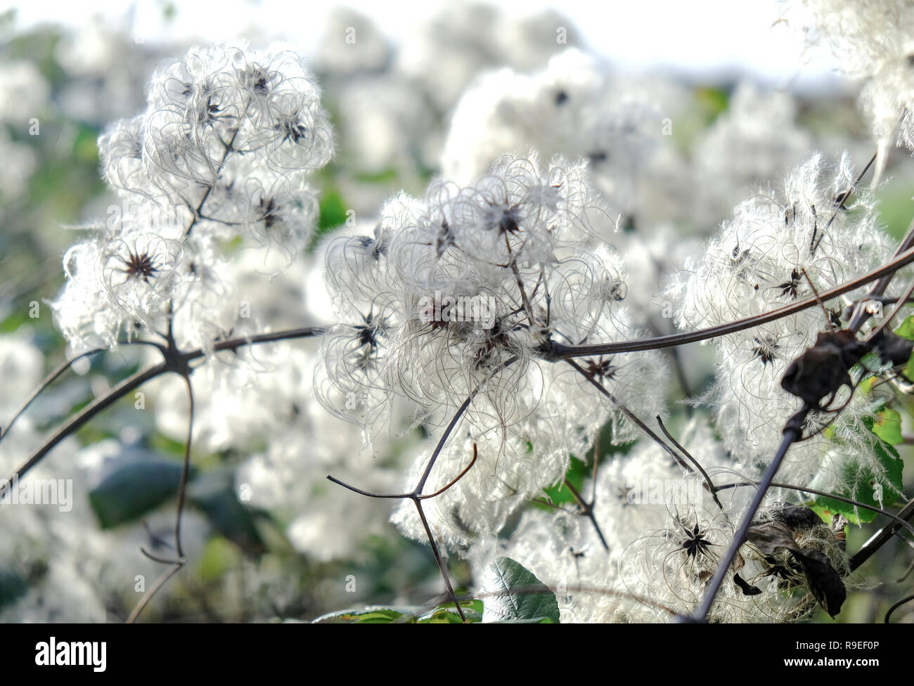 Old Mans Barba (Clematis vitalba) o Clematis silvestre creciendo en Kent Foto de stock