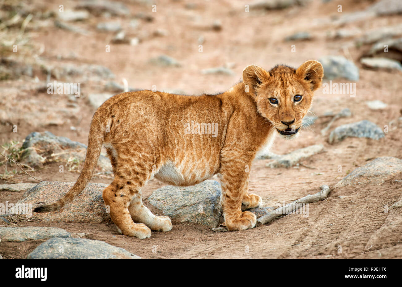 Cachorro de león, Panthera leo, el Parque nacional Serengeti, sitio del patrimonio mundial de la UNESCO, Tanzania, África Foto de stock