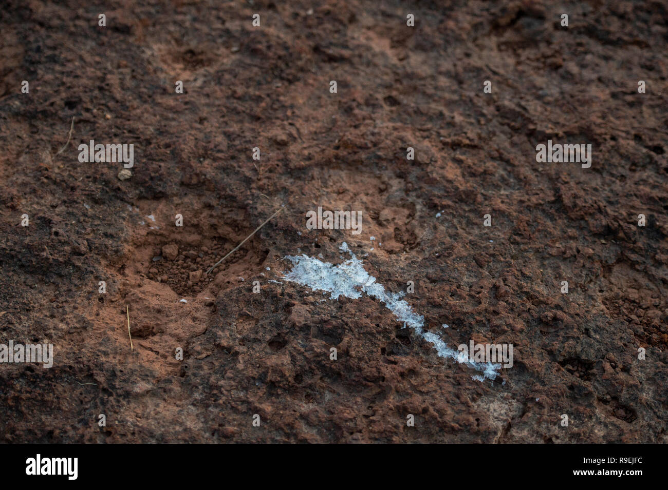 Excremento de cocodrilo del nilo fotografías e imágenes de alta resolución  - Alamy