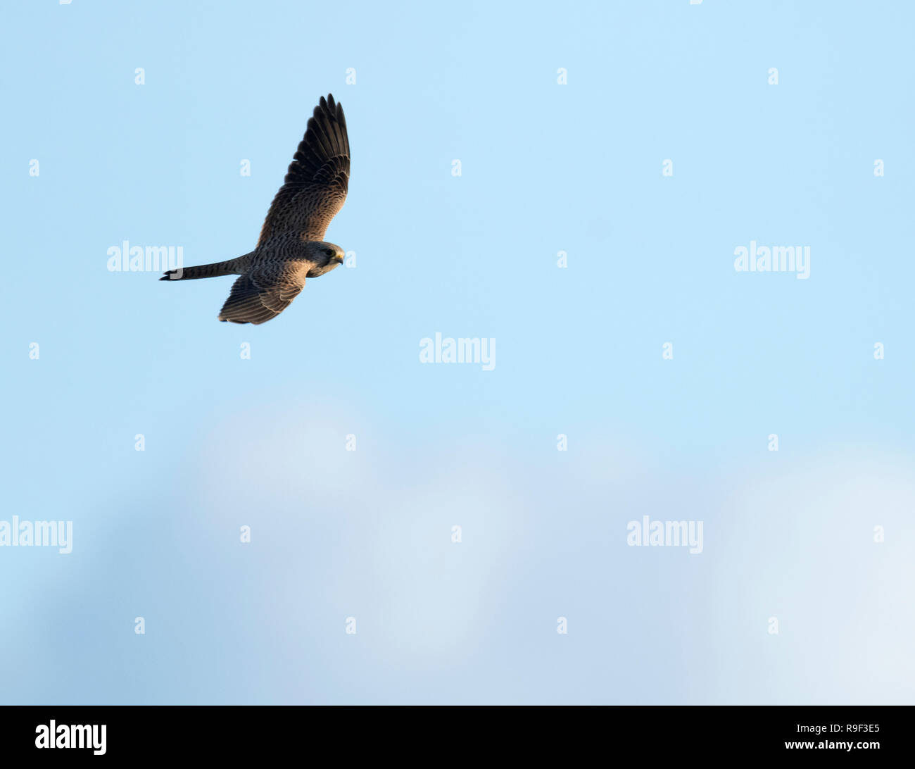 Una hembra silvestre cernícalo (Falco tinnunculus) en vuelo contra un cielo azul, Gloucestershire Foto de stock