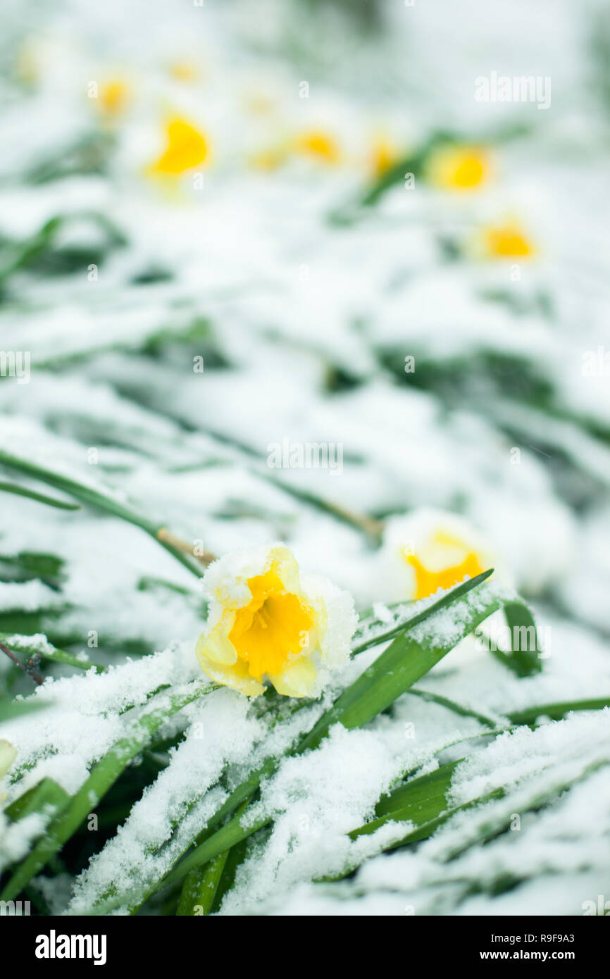 Primero el muelle congelados, flor de invierno vintage floral antecedentes,  imagen macro. Las flores bajo la nieve en la primavera Fotografía de stock  - Alamy