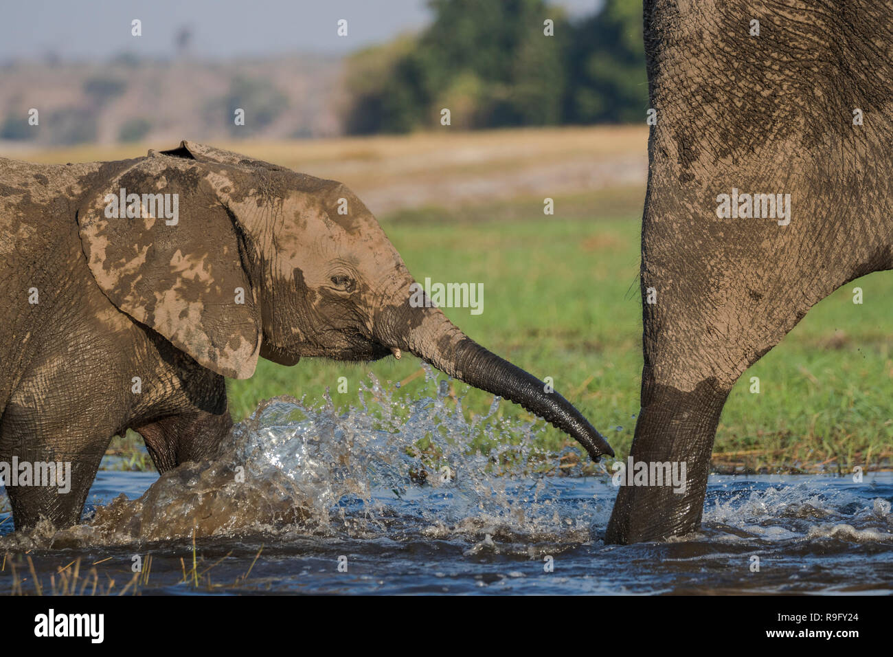 Elefante africano (Loxodonta africana) ternero cruce del río Chobe, Botswana, Foto de stock