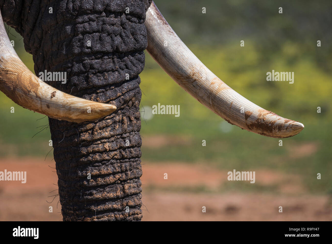 Elefante africano (Loxodonta africana) colmillo, Parque Nacional de Elefantes Addo, Eastern Cape, Sudáfrica Foto de stock