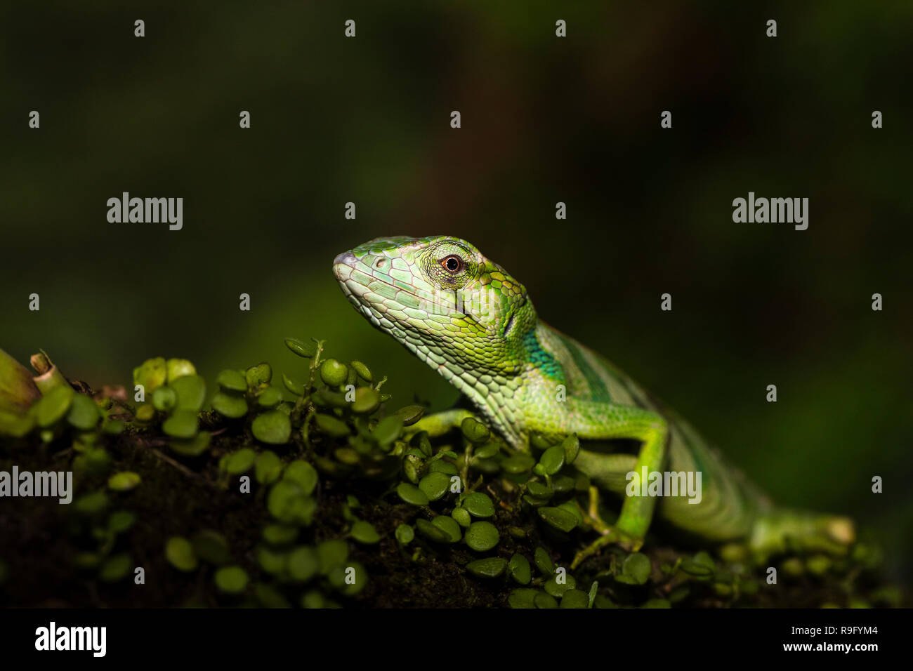 Giant Anole anillados en Costa Rica Foto de stock
