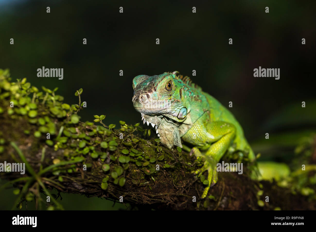 Iguana verde en Costa Rica Foto de stock