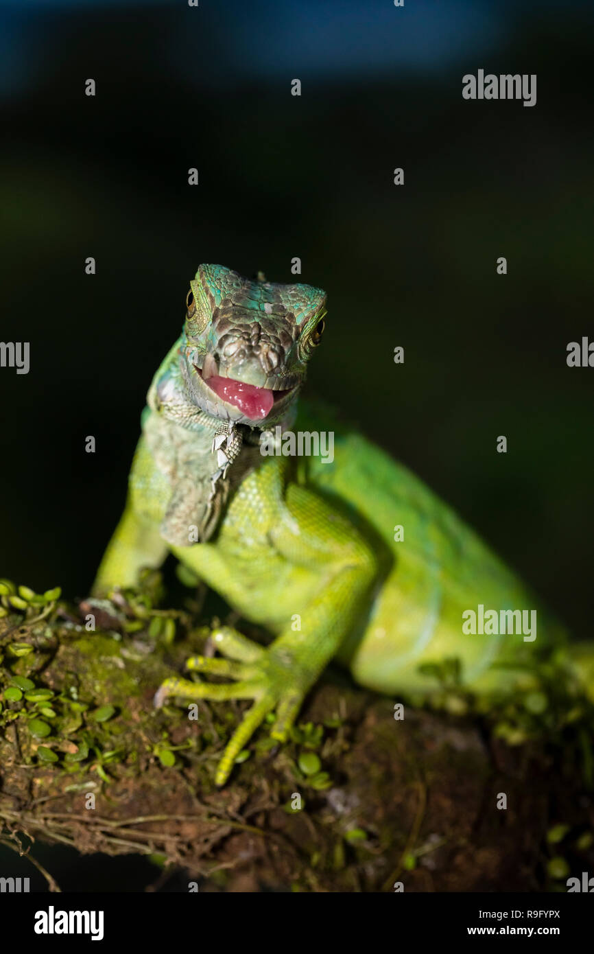 Iguana verde en Costa Rica Foto de stock
