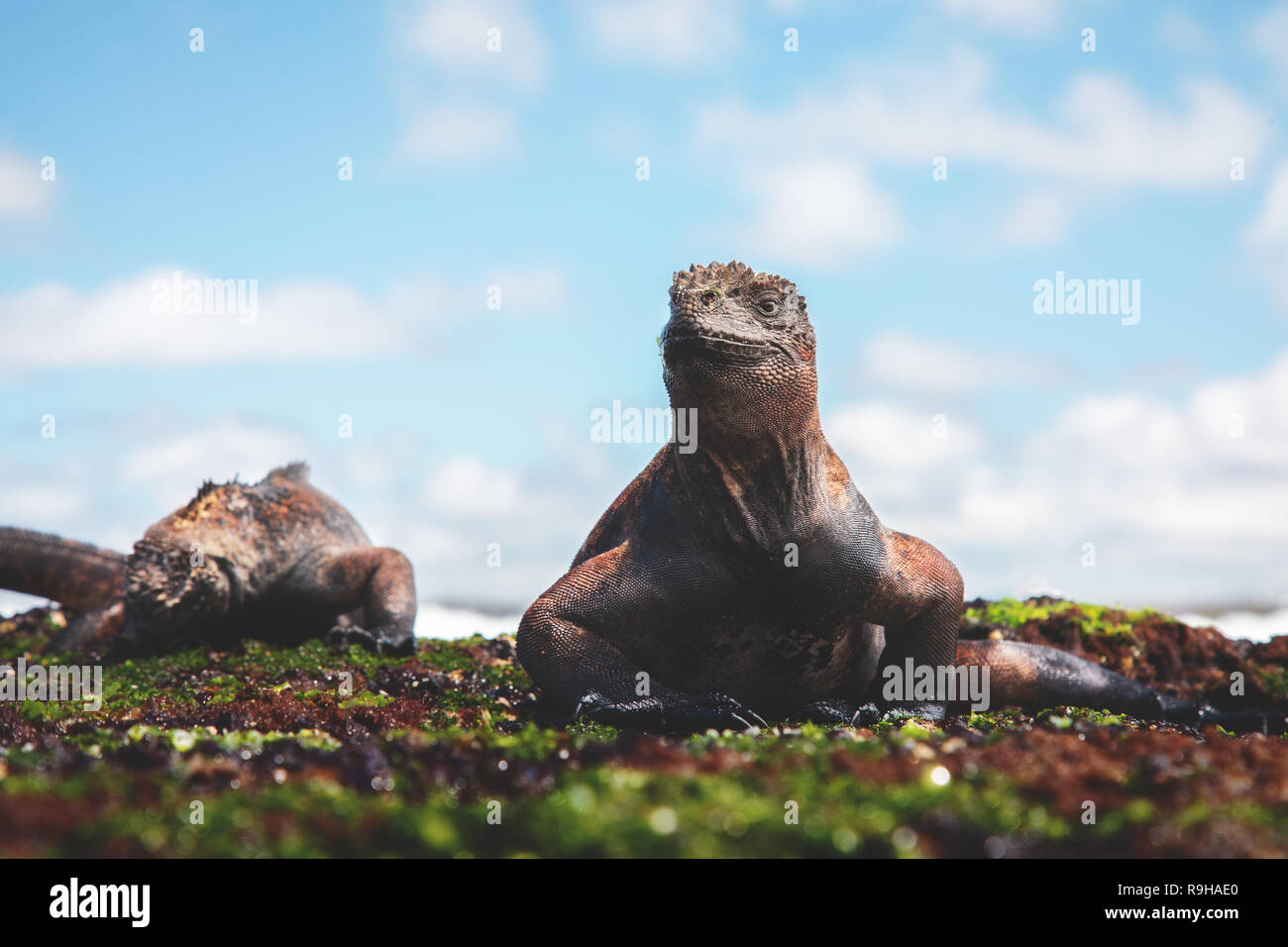 Marina iguana marina de las Islas Galápagos Foto de stock