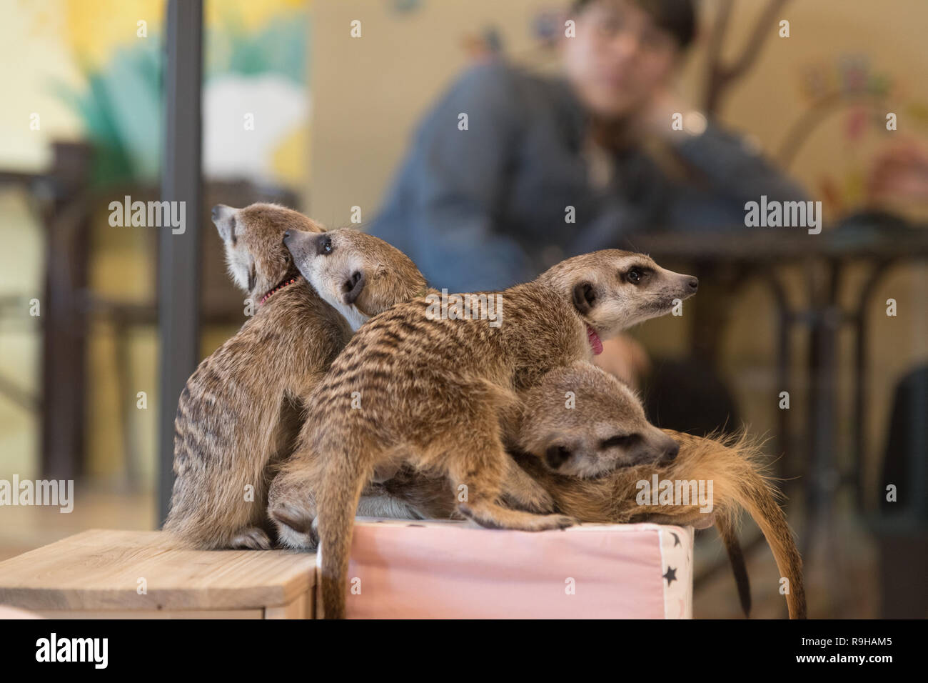 Suricata mascota fotografías e imágenes de alta resolución - Alamy