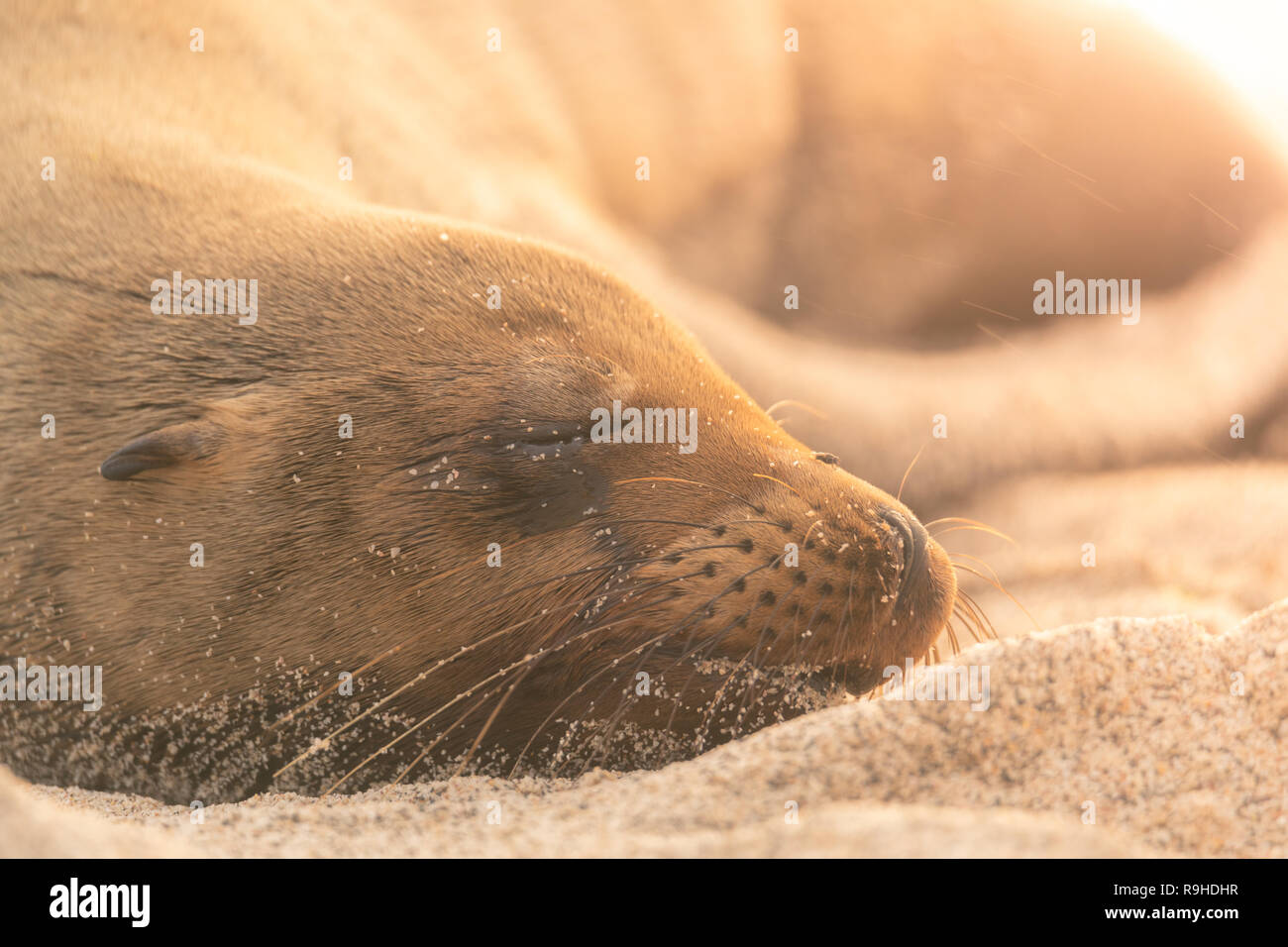 Leones marinos Galápagos Foto de stock
