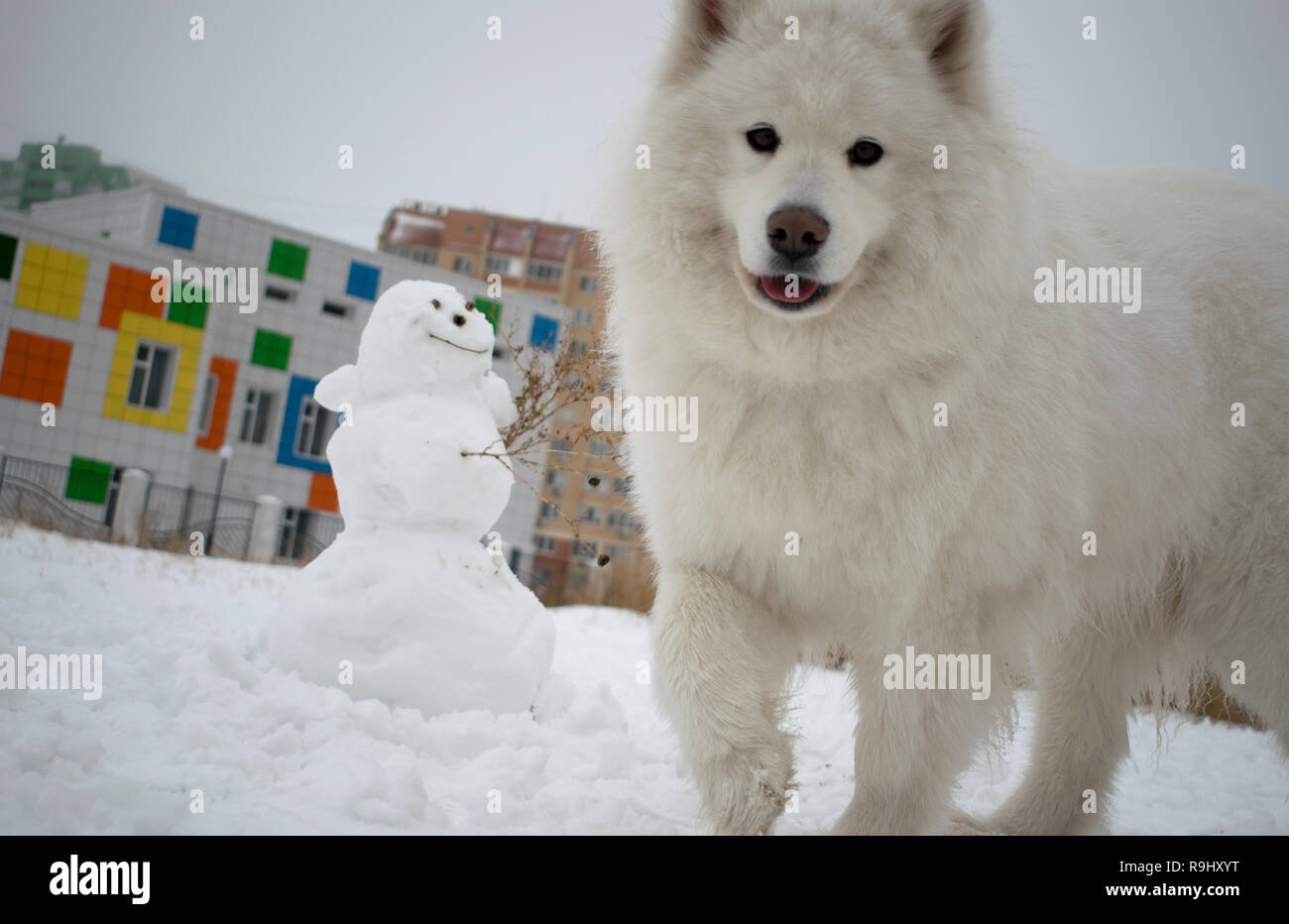 Perseo rescate sello Cerrar retrato de una hermosa Samoyedo en un campo nevado en contra de un  muñeco de nieve y un edificio de múltiples colores. Hermoso perro polar en  invierno. papel tapiz Fotografía de