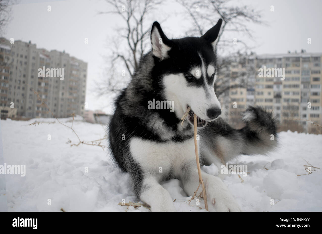 Perro polar fotografías e imágenes de alta resolución - Alamy