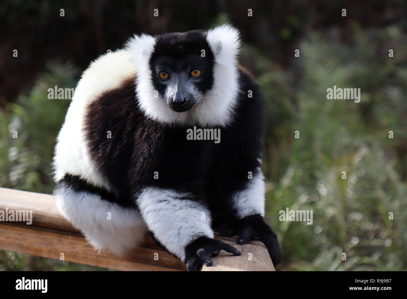 Blanco y negro ruffed lemur, Varecia variegata, Madagascar Foto de stock