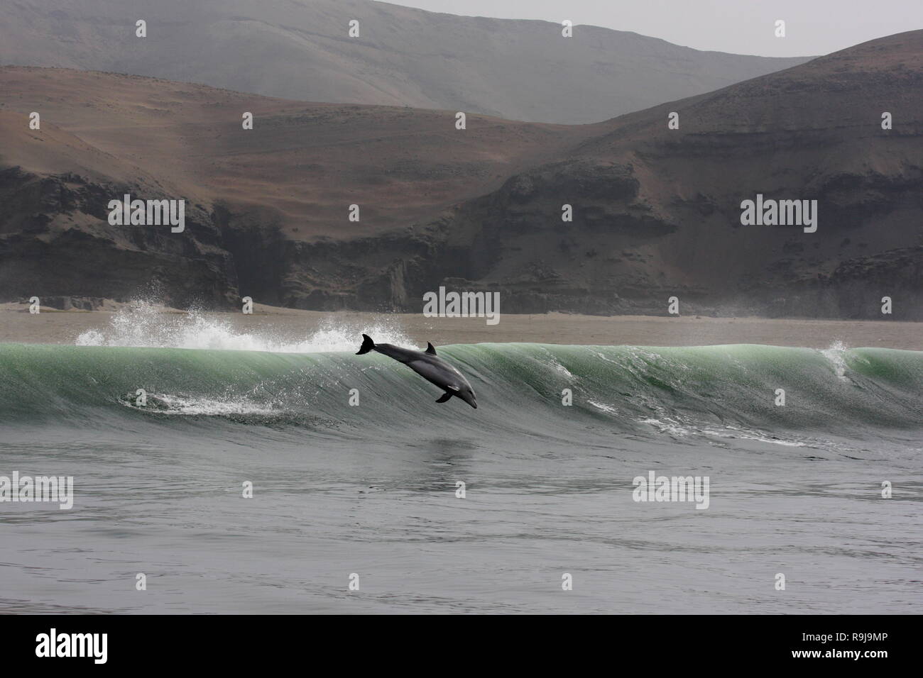 Salto de delfín mular, Tursiops truncatus, Perú Foto de stock