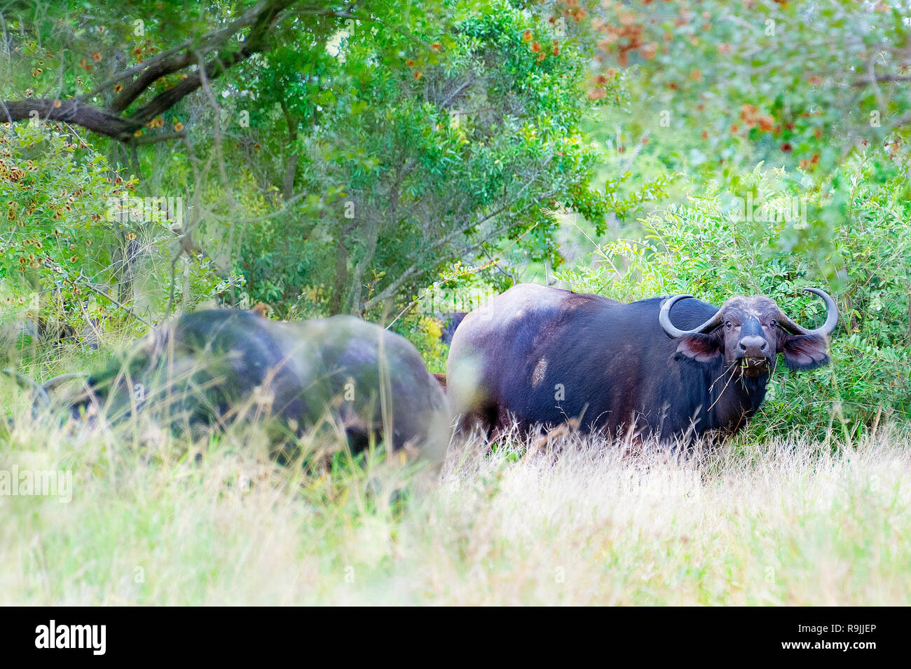 Manada de búfalos salvajes son gramíneas de pastoreo, República de Sudáfrica. Foto de stock