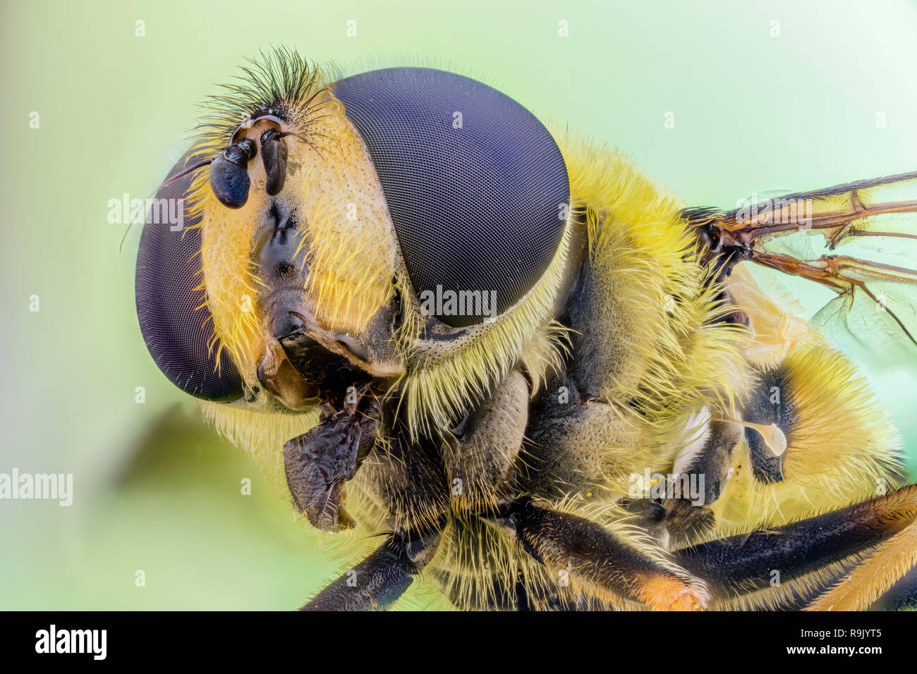 Totenkopfschwebfliege, Myathropa florea, Dead Head Hoverfly - Microscopio extrema de apilamiento Foto de stock