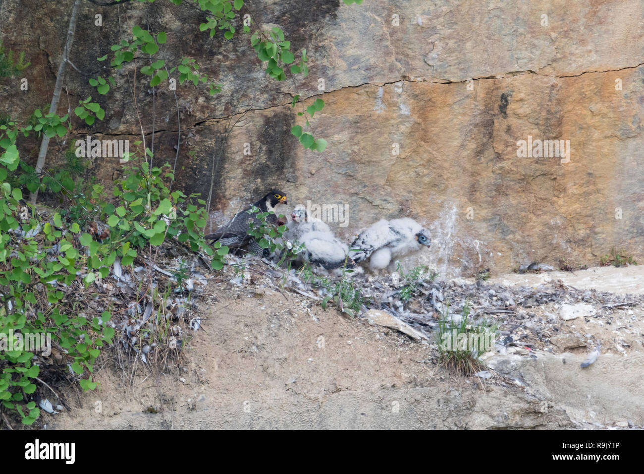 En Steilwand Wanderfalke Brut, Falco peregrinus, halcón peregrino que anidan en el headwall Foto de stock
