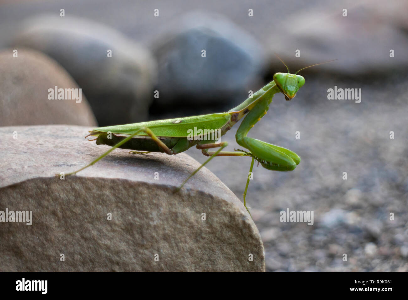 Mantis verde sentado en una piedra de cerca Foto de stock