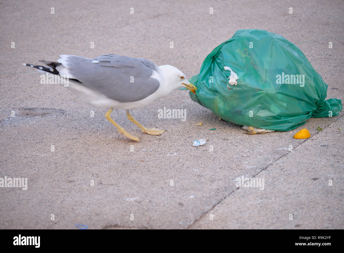 Seagull atacando a un mal de la basura para alimentos. el impacto humano sobre los animales que dependen de estas fuentes Foto de stock