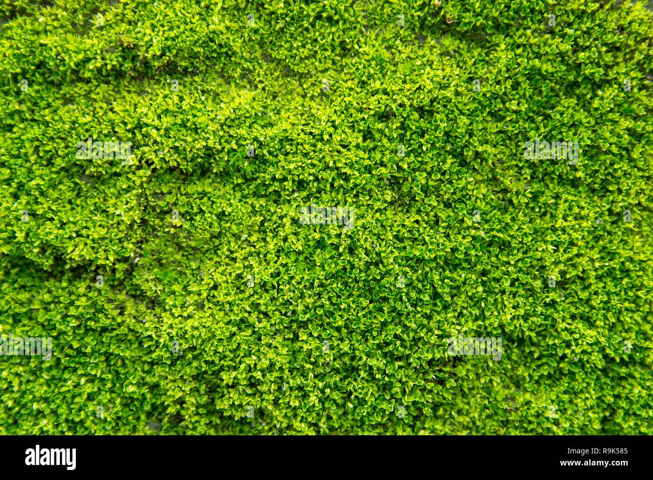 Musgo verde sobre el antiguo muro de hormigón. verde musgo textura del fondo Foto de stock