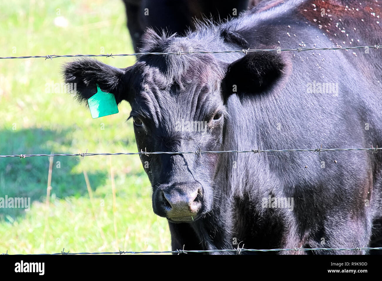 Un negro mirando a través de una vaca a través de una valla de alambre Foto de stock
