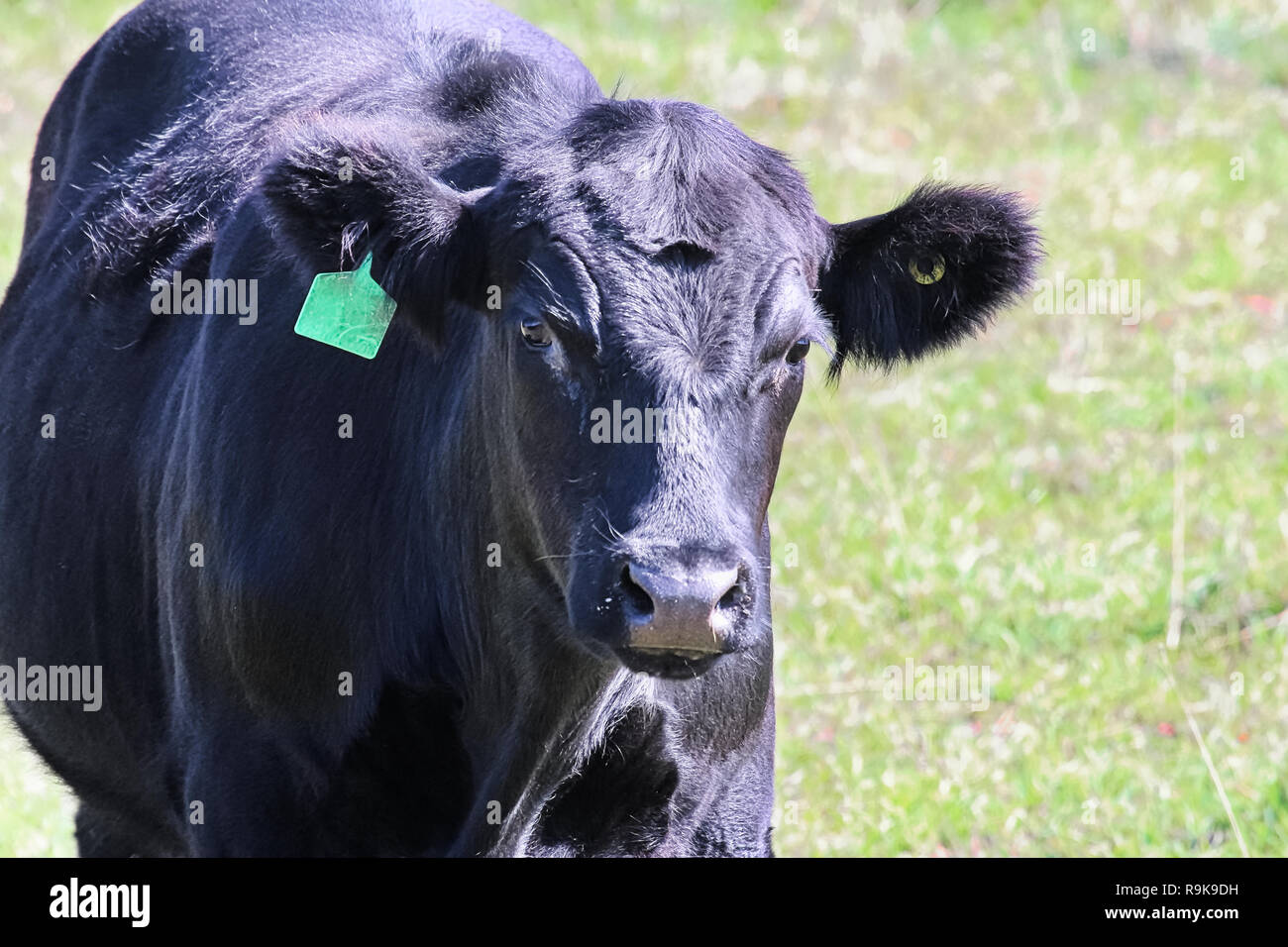 Primer plano de la cabeza de una vaca negra con etiqueta de oreja Foto de stock