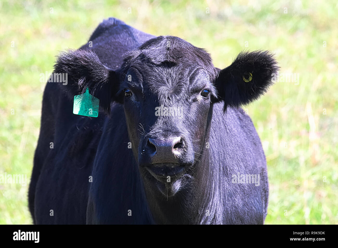 Primer plano de la cabeza de una vaca negra con etiqueta de oreja Foto de stock