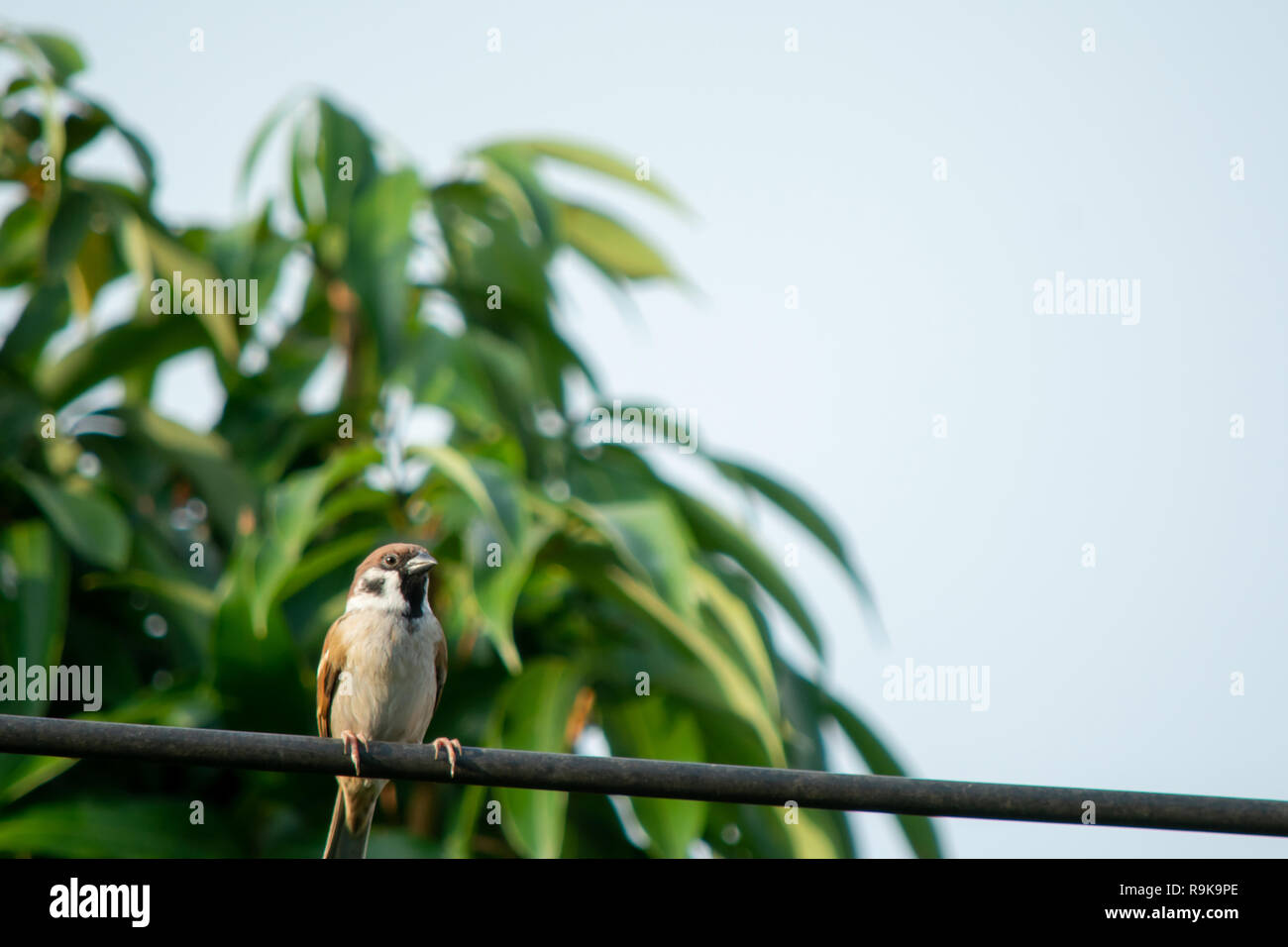 Gorrión pájaro sentado en el cable eléctrico en el fondo de hoja verde Foto de stock