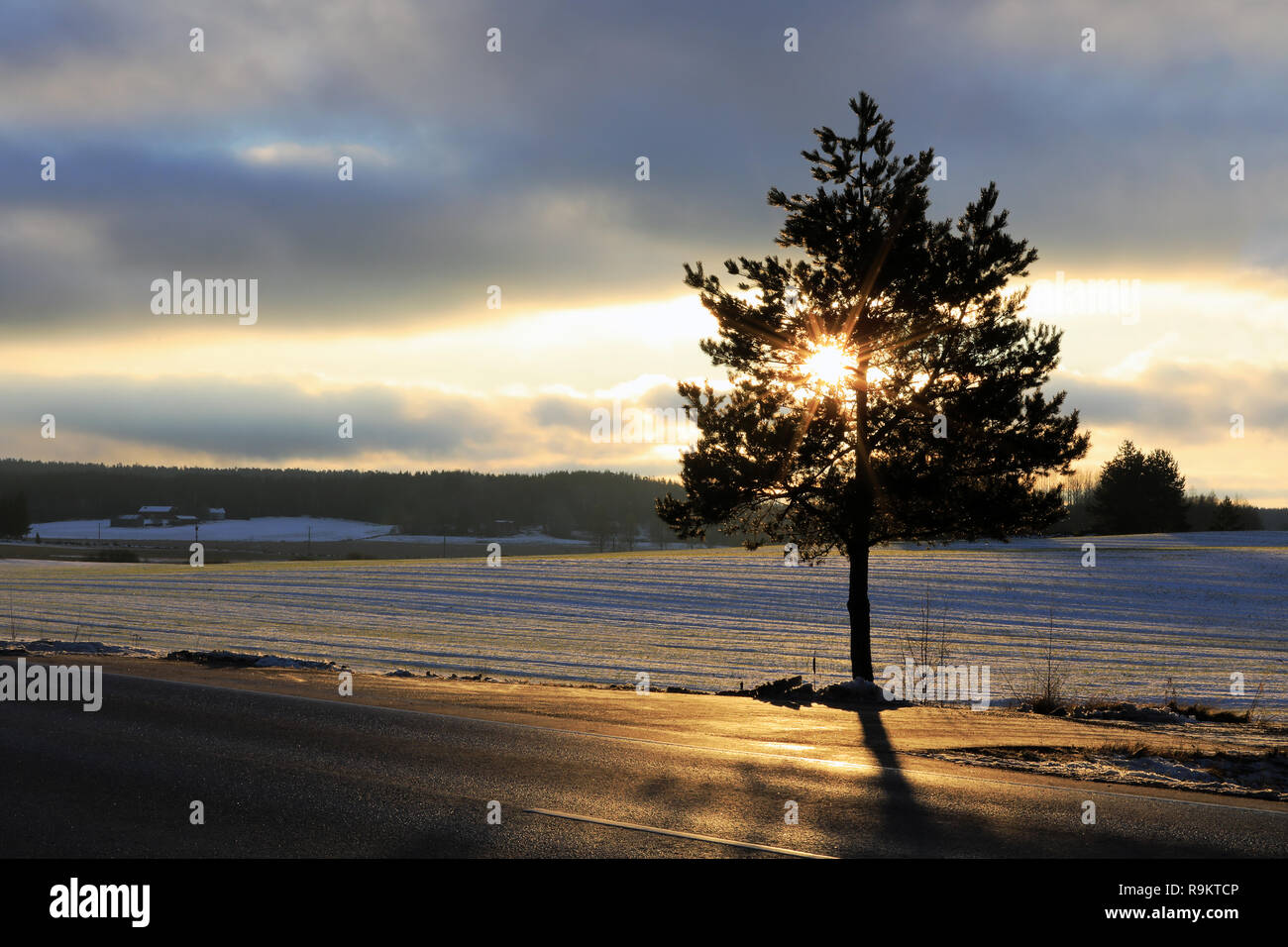 Puesta de sol de invierno detrás de una pequeña carretera formas de árbol una estrella dentro de las ramas. Salo, Finlandia. Foto de stock